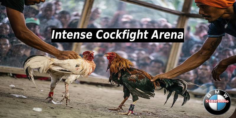 Intense Cockfight Arena